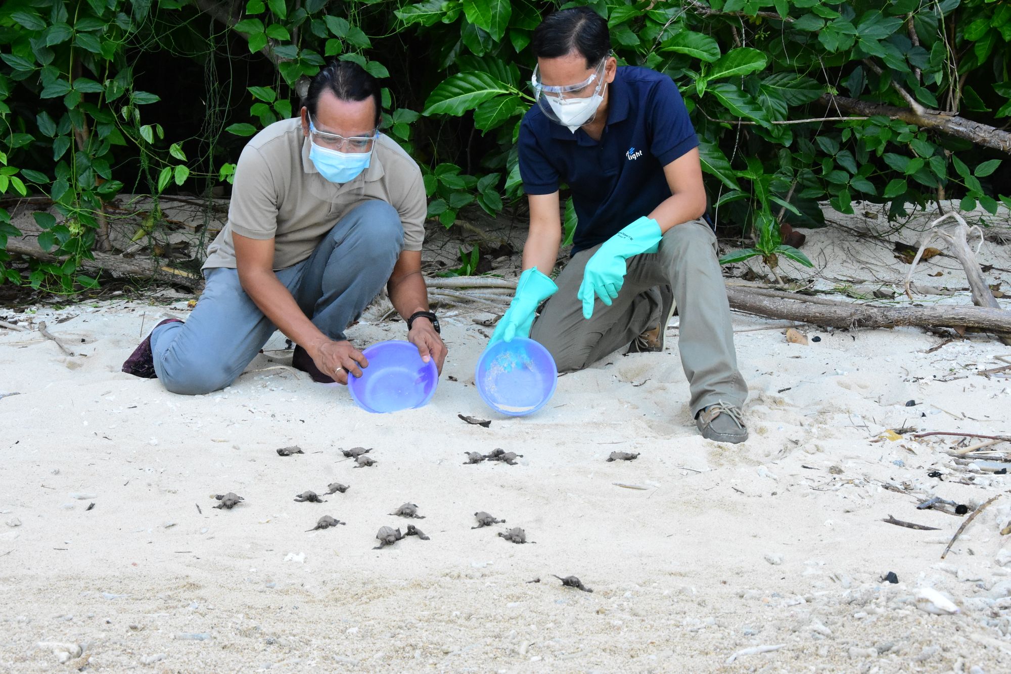 More Batches Of Pawikan Hatchlings Released At Cleanergy Park