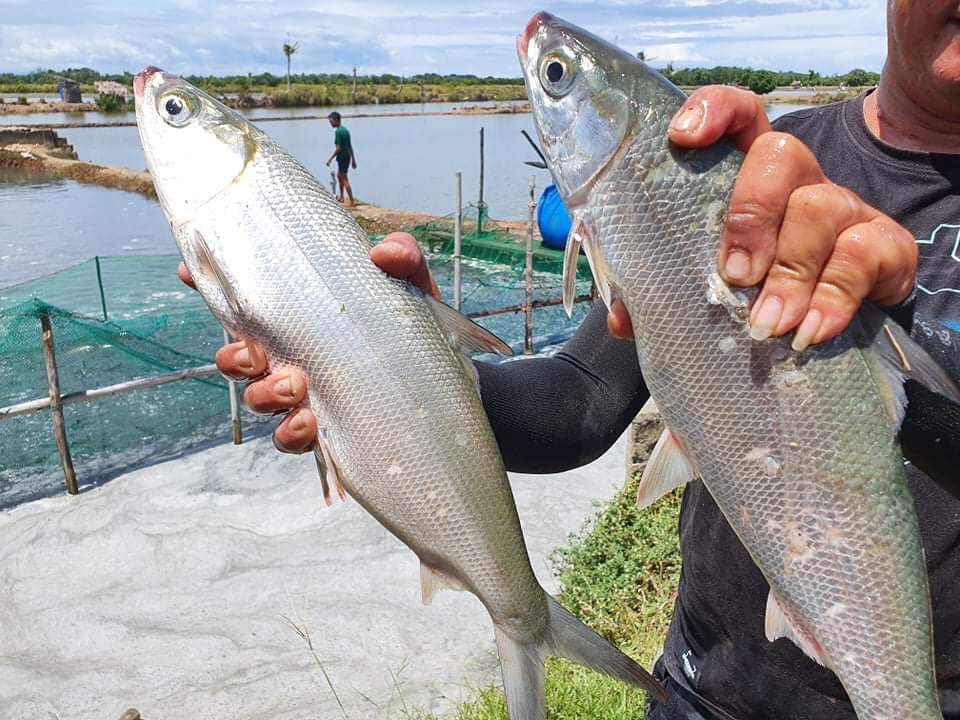 ABC Story: Capiz fisherfolk reap benefits from Pilmico fish farm training