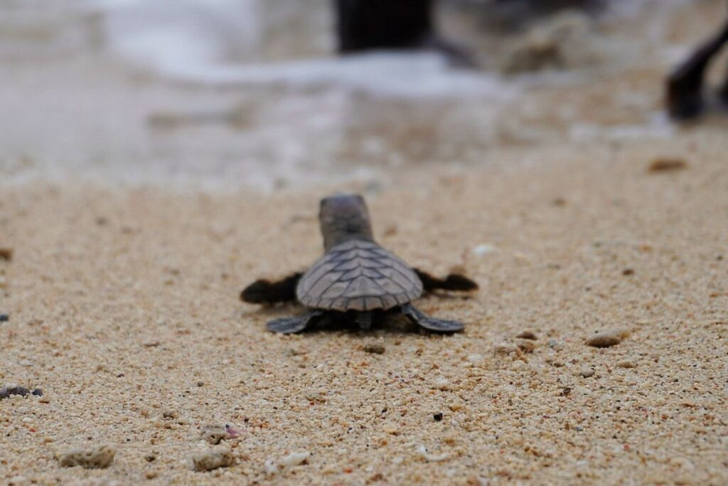 Aboitiz Cleanergy Park is off to a great start with a new sea turtle nest and hatchlings release