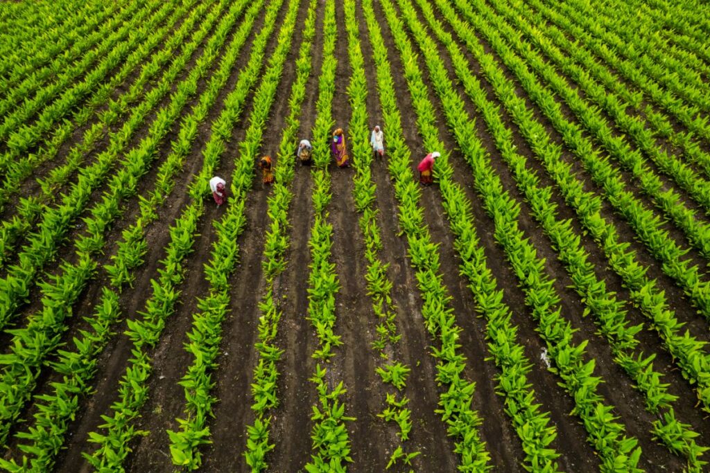 Fields of Impact: Nurturing Sustainable Agriculture through CSR Initiatives