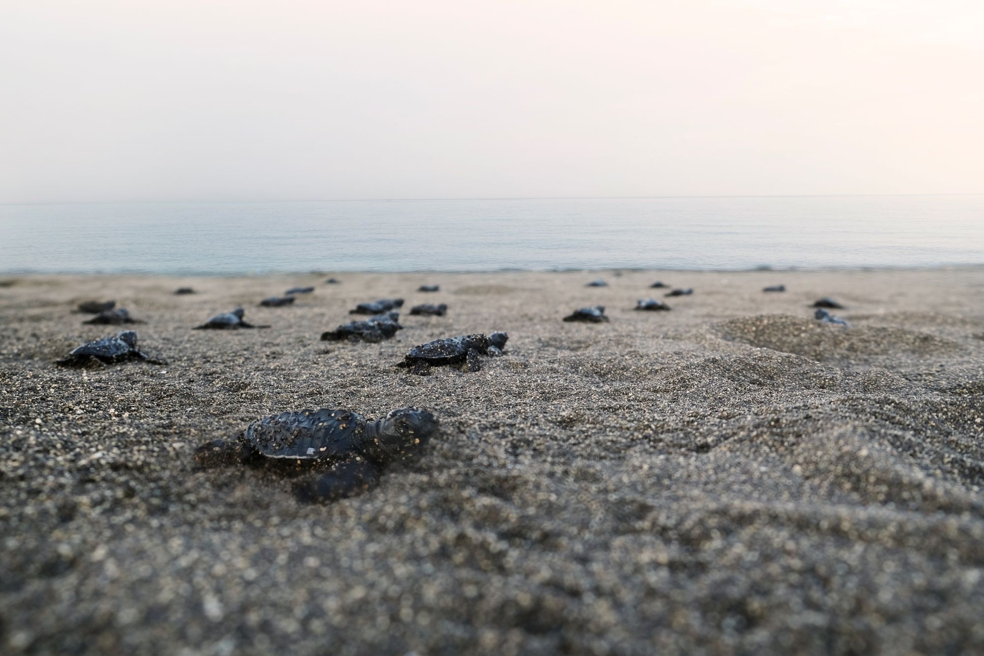 Families and Nature Thrive Together in Seafront Residences, Batangas