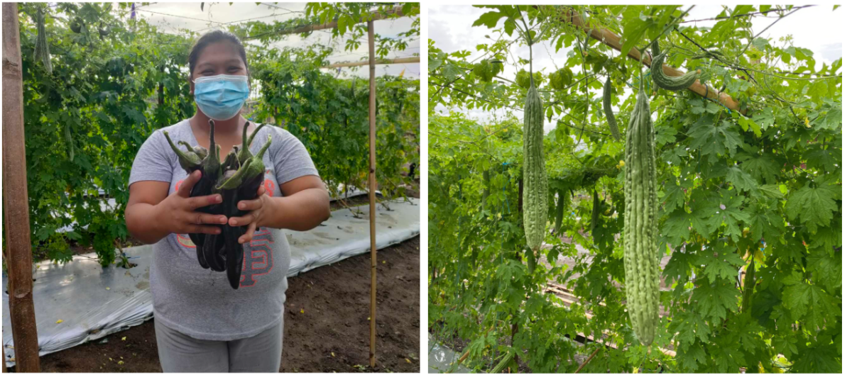 After Taal eruption, Batangas farmers celebrate harvest day with Aboitiz Foundation