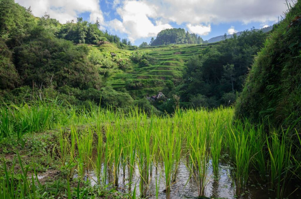 How Renewable Energy Development Helps the Philippines